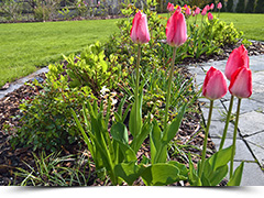 Pflanzung von Blumen, Bäumen, Sträuchern und Hecken